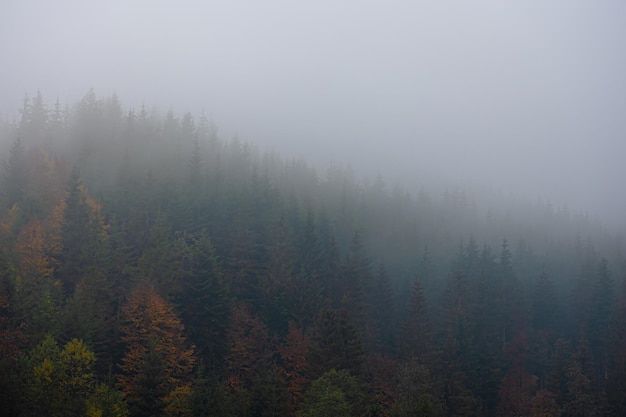 宇宙是由什么元素组成的